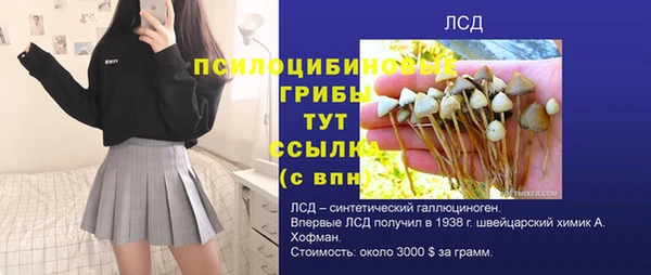 ГАЛЛЮЦИНОГЕННЫЕ ГРИБЫ Верея